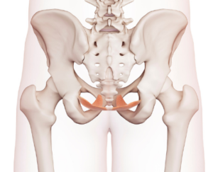 The pelvic floor muscles, the muscles that sit in the bottom of the pelvis, can also be a source of pelvic pain.
